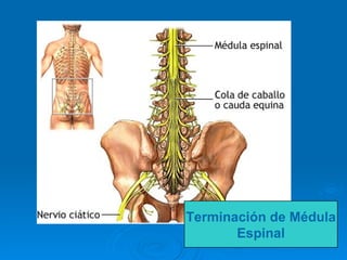 Terminación de Médula Espinal 