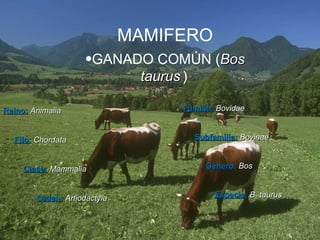 MAMIFERO GANADO COMÚN ( Bos taurus   )   Reino:   Animalia Filo:   Chordata Clase:   Mammalia Orden:   Artiodactyla Familia:   Bovidae Subfamilia:   Bovinae Género:   Bos Especie:  B. taurus 