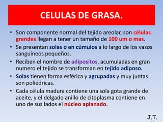 CELULAS DE GRASA.
• Son componente normal del tejido areolar, son células
grandes llegan a tener un tamaño de 100 um o mas.
• Se presentan solas o en cúmulos a lo largo de los vasos
sanguíneos pequeños.
• Reciben el nombre de adipositos, acumuladas en gran
numero el tejido se transforman en tejido adiposo.
• Solas tienen forma esférica y agrupadas y muy juntas
son poliédricas.
• Cada célula madura contiene una sola gota grande de
aceite, y el delgado anillo de citoplasma contiene en
uno de sus lados el núcleo aplanado.
J.T.
 