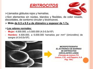 ERITROCITOS
Llamados glóbulos rojos y hematíes.
Son elementos sin núcleo, blandos y flexibles, de color rosado,
discoidales, de contorno circular y bicóncavos.
 Mide de 6.5 a 8.5 μ de diámetro y espesor de 1.7μ.
Los valores normales:
- Mujer: 4.000.000, a 5.500.000 (4.0-5.5x10⁶)
- Hombre: 4.500.000, a 6.000.000 hematíes por mm³ (ómicrolitro) de
sangre (4.5-6.0x10⁶).
MICROFOTOGRAFIA
EL.ECTRONICA DE BARRIDO
DE ERITROCITOS
CIRCULANTES (x5850)
(Tomada de Leeson,T.S,
Leeson, C.R., and Papparo, A.A.
Pag. 198.)
 