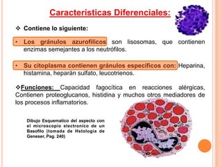 Características Diferenciales:
 Contiene lo siguiente:
• Los gránulos azurofílicos son lisosomas, que contienen
enzimas semejantes a los neutrófilos.
• Su citoplasma contienen gránulos específicos con: Heparina,
histamina, heparán sulfato, leucotrienos.
Funciones: Capacidad fagocítica en reacciones alérgicas,
Contienen proteoglucanos, histidina y muchos otros mediadores de
los procesos inflamatorios.
Dibujo Esquematico del aspecto con
el microscopio electronico de un
Basofilo (tomada de Hstologia de
Geneser, Pag. 240)
 