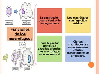 Funciones
de los
macrofagos:
La destrucción
ocurre dentro de
los fagosomas.
Los macrófagos
son fagocitos
ávidos.
Para fagocitar
partículas
extrañas grandes,
los macrófagos
se unen entre sí
Ciertos
macrófagos, se
conocen como
células
presentadoras de
antígenos.
 