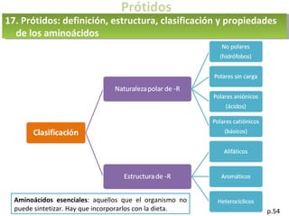 Prótidos
p.54
17. Prótidos: definición, estructura, clasificación y propiedades
de los aminoácidos
Aminoácidos esenciales: aquellos que el organismo no
puede sintetizar. Hay que incorporarlos con la dieta.
 