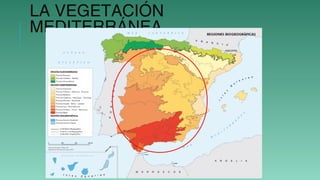 LA VEGETACIÓN
MEDITERRÁNEA
 