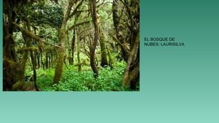 EL BOSQUE DE
NUBES: LAURISILVA
 