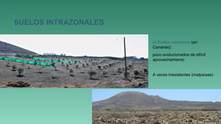 e) Suelos volcánicos (en
Canarias):
poco evolucionados de difícil
aprovechamiento
A veces inexistentes (malpaíses)
SUELOS INTRAZONALES
 