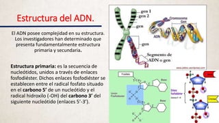 Estructura del ADN.
El ADN posee complejidad en su estructura.
Los investigadores han determinado que
presenta fundamentalmente estructura
primaria y secundaria.
Estructura primaria: es la secuencia de
nucleótidos, unidos a través de enlaces
fosfodiéster. Dichos enlaces fosfodiéster se
establecen entre el radical fosfato situado
en el carbono 5’ de un nucleótido y el
radical hidroxilo (-OH) del carbono 3’ del
siguiente nucleótido (enlaces 5’-3’).
 