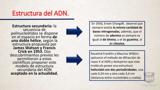 Estructura del ADN.
Estructura secundaria: la
secuencia de
polinucleótidos se dispone
en el espacio en forma de
una doble hélice, según la
estructura propuesta por
James Watson y Francis
Crick en 1953. Dos
descubrimientos previos les
permitieron a estos
científicos proponer este
modelo de estructura
secundaria del ADN
aceptado en la actualidad.
En 1950, Erwin Chargaff, observó que
siempre existía la misma cantidad de
bases nitrogenadas, además, que el
número de adenina es siempre es
igual al de timina, y el de guanina, al
de citosina.
Rosalind Franklin y Maurice Wilkins
aplicaron el método de difracción de
rayos X al ADN y dedujeron que esta
molécula posee una estructura
helicoidal con dos periodicidades, una
cada 0,34 nm y otra cada 3,4 nm
(distancia entre nucleótidos y vuelta).
 