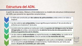 Estructura del ADN.
A partir de estos datos, Watson y Crick elaboraron su modelo de estructura tridimensional
del ADN, que presenta las siguientes características:
• El ADN está constituido por dos cadenas de polinucleótidos unidos entre sí en toda su
longitud.
• Las dos cadenas son antiparalelas, lo que significa que el extremo 3’ de una de ellas se
enfrenta con el extremo 5’ de la otra.
• La unión entre las cadenas se realiza por medio de puentes de hidrógeno entre las bases
nitrogenadas de ambas: concretamente, la adenina forma dos de estos puentes con la
timina y la guanina tres con la citosina.
• Las dos cadenas están enrolladas en espiral formando una doble hélice, las cuales no se
pueden separar sin desenrollarse. Gira en sentido de las manecillas del reloj.
• La anchura de la hélice es de 2 nm, la longitud de cada vuelta es de 3,4 nm y cada 0,34
nm se encuentra un par de bases complementarias. Puede deducirse, por tanto, que
existen 10 pares de nucleótidos por cada vuelta.
 