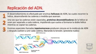 Replicación del ADN.
El desenrollamiento es efectuado por enzimas helicasas de ADN, las cuales recorren la
hélice, desenrollando las cadenas a medida que avanzan.
Una vez que las cadenas están separadas, proteínas desestabilizadoras de la hélice se
unen por separado a cada cadena, impidiendo que vuelva a formarse la doble hélice
mientras se copian las cadenas.
Enzimas especiales llamadas topoisomerasas producen roturas en la molécula de ADN
y después vuelven a unir cada cadena, liberando la tensión. (previene nudos)
 