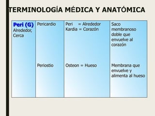 Peri (G)
Alrededor,
Cerca
Pericardio
Periostio
Peri = Alrededor
Kardia = Corazón
Osteon = Hueso
Saco
membranoso
doble que
envuelve al
corazón
Membrana que
envuelve y
alimenta al hueso
TERMINOLOGÍA MÉDICA Y ANATÓMICA
 