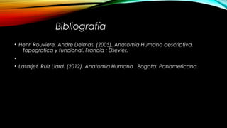 Bibliografía
• Henri Rouviere, Andre Delmas. (2005). Anatomia Humana descriptiva,
topografica y funcional. Francia : Elsevier.
•
• Latarjet, Ruiz Liard. (2012). Anatomia Humana . Bogota: Panamericana.
 