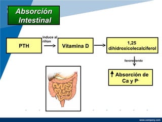 Absorción Intestinal PTH Vitamina D 1,25  dihidroxicolecalciferol Absorción de  Ca y P - induce al riñon favoreciendo 