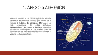 1. APEGO o ADHESION
Pertussis adhiere a las células epiteliales ciliadas
del tracto respiratorio superior por medio de al
menos 8 factores de adhesión diferentes. Las
más importante de estas adhesinas
hemaglutinina, pertactina y fimbrias, proteínas
altamente inmunogénicas necesarias para las
colonización de vías respiratorias e incluido en la
vacuna pertussis acelular.
 