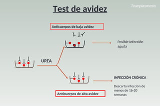 Toxoplasmosis
Test de avidez
UREA
Antcuerpos de saja avidez
Antcuerpos de alta avidez
Posible Infección
aguda
INFECCIÓN CRÓNICA
Descarta infección de
menos de 16-20
semanas
 