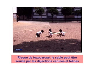 Risque de toxocarose: le sable peut être
souillé par les déjections canines et félines
 