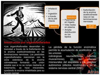 • inhalació
                                              n                               • fosforilación
                                                                                de la enzima
                                            • ingestión                         acetilcolineste
                                            • a través          Metabolismo     rasa en las
                                              de la piel                        terminaciones
                                              intacta       • Ppalmente
                                                              en hígado         nerviosas
                                                            • Vida media             Mec de
                                                Absorción
                                                              en plasma              Acción
                                                            • Amplia
                                                              distribución
                                                              en los
                                                              tejidos

Intoxicación por organofosforados
•Los organofosforados desarrollan su          La pérdida de la función enzimática
toxicidad a través de la fosforilación de     permite la acumulación de acetilcolina en
la enzima acetilcolinesterasa en las
                                              las uniones
terminaciones nerviosas. Los pesticidas
organofosforados reaccionan con la            colinérgicas   neuroefectoras     (efectos
zona     esterásica   de    la    enzima      muscarínicos),     en      las    uniones
colinesterasa formando una unión              mioneurales del esqueleto y los ganglios
estable que si no se rompe mediante el        autónomos (efectos nicotínicos) y en el
tratamiento, se hace irreversible,            sistema nervioso central (SNC)
quedando la enzima inhabilitada para su
función normal.
 