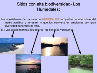 Sitios con alta biodiversidad- Los
Humedales:
Los ecosistemas de transición o HUMEDALES comparten características del
medio acuático y terrestre, lo que los convierte en ambientes con gran
diversidad de formas de vida.
Ej.: Las costas marinas, los esteros, los bañados y pantanos.
 