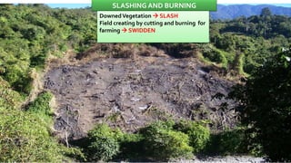 SLASHING AND BURNING
DownedVegetation  SLASH
Field creating by cutting and burning for
farming  SWIDDEN
 