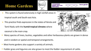  This system is found extensively in high rainfall areas in
tropical south and South east Asia.
 This practice finds expression in the states of Kerala and
Tamil Nadu with the humid tropical climates where
coconut is the main crop.
 Many species of trees, bushes, vegetables and other herbaceous plants are grown in dense
and in random or spatial and temporal arrangements.
 Most home gardens also support a variety of animals.
 Fodder grass and legumes are also grown to meet the fodder requirement of cattle.
 