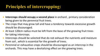  Intercrops should occupy a second place in orchard , primary consideration
being given to the perennial fruit trees.
 The crops that may grow tall and have a tendency towards excessive growth
should be discouraged.
 At least 120cm radius must be left from the base of the growing fruit trees
for taking intercrops.
 Intercrops should be selected that do not exhaust the nutrients and moisture
from soil , which is essential for the growth of trees.
 Perennial or exhaustive crops should be discouraged as an intercrop in the
orchards. This may have a devitalizing effect on the growing trees.
 