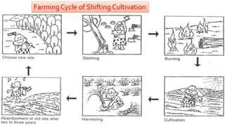 Farming Cycle of Shifting Cultivation
 