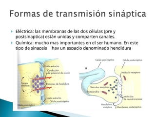 🞂 Eléctrica: las membranas de las dos células (pre y
postsinaptica) están unidas y comparten canales.
Química: mucho mas importantes en el ser humano. En este
tipo de sinapsis hay un espacio denominado hendidura
sináptica que separa físicamente a las dos neuronas
🞂
 