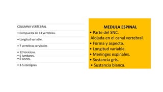 MEDULA ESPINAL
• Parte del SNC.
Alojada en el canal vertebral.
• Forma y aspecto.
• Longitud variable.
• Meninges espinales.
• Sustancia gris.
• Sustancia blanca.
COLUMNA VERTEBRAL
• Compuesta de 33 vertebras.
• Longitud variable.
• 7 vertebras cervicales
• 12 torácicas.
• 5 lumbares.
• 5 sacras.
• 3-5 coccígeas
 