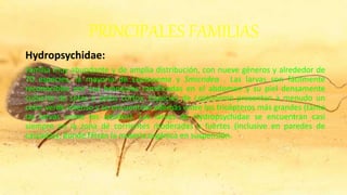 PRINCIPALES FAMILIAS
Hydropsychidae:
Familia muy abundante y de amplia distribución, con nueve géneros y alrededor de
70 especies, la mayoría de Leptonema y Smicridea . Las larvas son fácilmente
reconocibles por sus branquias ramificadas en el abdomen y su piel densamente
cubierta de setas o pelos cortos. Especies de Leptonema presentan a menudo un
color verde intenso y se encuentran además entre los tricópteros más grandes (tanto
las larvas como los adultos). Las larvas de Hydropsychidae se encuentran casi
siempre en la zona de corrientes moderadas a fuertes (inclusive en paredes de
cascadas), donde filtran la materia orgánica en suspensión.
 