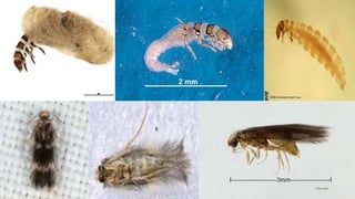 Trichoptera