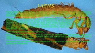 LARVAS
Poseen glándulas productoras de seda que se abren en el labio; la seda es usada para
construir una gran variedad de estructuras larvarias. Respiran por traqueobranquias de
forma filamentosa localizadas sobre el abdomen aunque éstas pueden estar ausentes.
Las larvas son acuáticas, de tipo campodeiforme o eruciforme, con cabeza bien
desarrollada, tres pares de patas, y se diferencian de las larvas de todos los demás
insectos por presentar un par de falsas patas anales (pigópodos) provistas de fuertes
uñas que se anclan en unos tubos llamados carcaj. El carcaj es formado por las larvas
que segregan sedas a las que pegan pequeñas piedras, hojas, restos de conchas…. Viven
arrastrando los carcajs.
Tiene esclerotizada la cabeza y el tórax.
Existen diferentes formas de carcaj y, a veces, es característico del género. Algunos en
lugar de hacerlo se reúnen y forman telas por debajo del agua en contracorriente a
modo de trampa de alimento.
Generalmente son depredadores aunque en el caso de los que portan carcaj también
pueden ser filtradores.
 