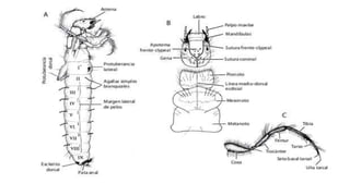 Trichoptera