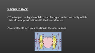 3. TONGUE SPACE:
The tongue is a highly mobile muscular organ in the oral cavity which
is in close approximation with the lower denture.
Natural teeth occupy a position in the neutral zone
 