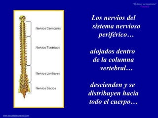 Los nervios del sistema nervioso periférico… alojados dentro  de la columna vertebral… descienden y se  distribuyen hacia todo el cuerpo… 