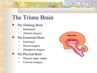 The Triune Brain
 The Thinking Brain
 Intellectual
 Abstract imagery
 The Emotional Brain
 Emotional
 Dream imagery
 Metaphoric imagery
 The Physical Brain
 Physical input/ output
 Concrete imagery
 