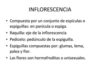 INFLORESCENCIA Compuesta por un conjunto de espículas o espiguillas: en panícula o espiga.  Raquilla: eje de la inflorescencia Pedicelo: pedúnculo de la espiguilla.  Espiguillas compuestas por: glumas, lema, palea y flor.  Las flores son hermafroditas o unisexuales.  