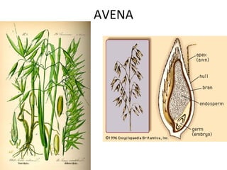 AVENA 