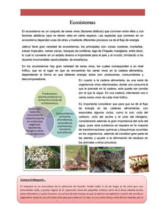 3
Ecosistemas
El ecosistema es un conjunto de seres vivos (factores bióticos) que conviven entre ellos y con
factores abióticos (que no tienen vida) en cierto espacio. Las especies que conviven en un
ecosistema dependen unas de otras y mediante diferentes procesos se da el flujo de energía.
Jalisco tiene gran variedad de ecosistemas, los principales son: zonas costeras, montañas,
selvas tropicales, selvas secas, bosques de coníferas, lago de Chapala, manglares, entre otros;
lo cual lo convierte en un estado diverso e importante para el país y el mundo, brindando a los
docente innumerables oportunidades de enseñanza.
En los ecosistemas hay gran variedad de seres vivos, los cuales corresponden a un nivel
trófico, que es el lugar en que se encuentran los seres vivos en la cadena alimenticia,
dependiendo la forma en que obtienen energía; estos son: productores, consumidores y
descomponedores.
Productores:
plantasproducensu
alimentoatravésde
la fotosíntesis.
Consumidores:
primarios
(hervíboros),
secundarios
(carnívoros),
terciarios
(carroñeros).
Descompo-
nedores:
conviertenla
materiamuerta
enmoléculas
orgánicas.
baceterias,
hongosy otros
microorganismo
s.
En cuanto a la cadena alimentaria, es una serie de
organismos vivos relacionados, donde uno consume al
que le precede en la cadena, este puede ser comido
por el que le sigue. En una cadena, intervienen uno o
varios seres vivos de cada nivel trófico.
Es importante considerar que para que se dé el flujo
de energía en las cadenas alimentarias, son
esenciales algunos ciclos, como lo son: ciclo del
carbono, ciclo del azufre y el ciclo del nitrógeno,
considerando además la gran importancia del ciclo del
agua, pues esta sustancia se requiere en la mayoría
de transformaciones químicas y bioquímicas ocurridas
en los organismos, además de constituir gran parte de
las plantas y ayudar a la eliminación de residuos en
los animales y otros procesos.
Conoceal Maquech…
El maquech es un escarabajo de la península de Yucatán. Puede medir 4 cm de largo; es de color gris, con
tonalidades cafés, y puntos negros en el caparazón; tiene dos pequeñas antenas cerca de la boca; además de dos
patas delanteras y cuatro traseras. Lo curioso de este insecto, es que se adorna con pedrerías a partir del uso de un
pegamento especial y es utilizado como joya para adornar la ropa. Su uso como alhaja viene de una leyenda, por la
cual es un amuleto para el amor. Este animal se alimenta de madera.
 