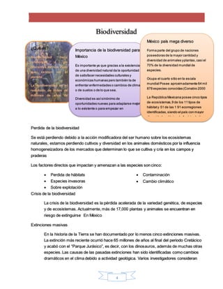 4
Biodiversidad
Perdida de la biodiversidad
Se está perdiendo debido a la acción modificadora del ser humano sobre los ecosistemas
naturales, estamos perdiendo cultivos y diversidad en los animales domésticos por la influencia
homogeneizadora de los mercados que determinan lo que se cultiva y cría en los campos y
praderas
Los factores directos que impactan y amenazan a las especies son cinco:
 Perdida de hábitats
 Especies invasoras
 Sobre explotación
 Contaminación
 Cambio climático
Crisis de la biodiversidad
La crisis de la biodiversidad es la pérdida acelerada de la variedad genética, de especies
y de ecosistemas. Actualmente, más de 17,000 plantas y animales se encuentran en
riesgo de extinguirse En México
Extinciones masivas
En la historia de la Tierra se han documentado por lo menos cinco extinciones masivas.
La extinción más reciente ocurrió hace 65 millones de años al final del periodo Cretácico
y acabó con el “Parque Jurásico”, es decir, con los dinosauros, además de muchas otras
especies. Las causas de las pasadas extinciones han sido identificadas como cambios
dramáticos en el clima debido a actividad geológica. Varios investigadores consideran
¿Qué es?
Biodiversidad hace
referencia a las
diferentes formas vivas
que existen en el
planeta
La biodiversidad es el
resultado de miles de
millones de años de
evolución
Importancia de la biodiversidad para
México
Es importante ya que gracias a la existencia
de una diversidad natural da la oportunidad
de satisfacer necesidades culturales y
económicas humanas pero también la de
enfrentar enfermedades o cambios de clima
o de suelos o de lo que sea.
Diversidad es asísinónimo de
oportunidades nuevas para adaptarse mejor
a lo existente o para empezar en
condiciones ambientales nuevas.
México país mega diverso
Forma parte del grupo de naciones
poseedoras de la mayor cantidad y
diversidad de animales yplantas,casi el
70% de la diversidad mundial de
especies.
Ocupa el cuarto sitio en la escala
mundial Posee aproximadamente 64 mil
878 especies conocidas (Conabio 2000
La República Mexicana posee cinco tipos
de ecosistemas,9 de los 11 tipos de
hábitaty 51 de las 1 91 ecorregiones
identificadas,siendo el país con mayor
diversidad ecológica de América Latina y
 