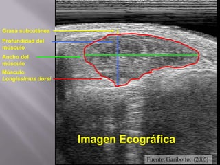 Grasa subcutánea
Profundidad del
músculo
Músculo
Longissimus dorsi
Imagen Ecográfica
Ancho del
músculo
Fuente: Garibotto, (2005)
 