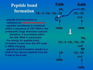 NH2
CH3-S-CH2-CH2-CH
O=C
Peptide bond
formation
• peptide bond formation is
catalyzed by peptidyl transferase
• peptidyl transferase is contained
within a sequence of 23S rRNA in the
prokaryotic large ribosomal subunit;
therefore, it is probably within
the 28S rRNA in eukaryotes
• the energy for peptide bond
formation comes from the ATP used
in tRNA charging
• peptide bond formation results in a
shift of the nascent peptide from the
P-site to the A-site
NH2
CH3-S-CH2-CH2-CH
O=CC
O
tRNA
CH3-CH
O=C
O
tRNA
NH2
P-site A-site
OH
tRNA
NH
CH3-CH
O=C
O
tRNA
 