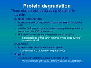 Protein degradation
Three main protein degrading systems in
muscle:
– Ubiquitin-proteosome
• Protein marked for degradation by attachment of ubiquitin
units
• Inactive 20S proteosome activated by regulatory protein to
become active 26S proteosome
• 26S proteosome breaks protein into small peptides
– Small peptides broken down into free amino acids by other
processes in cell
– Lysosomal
• Proteins enter lysosome via endocytosis
– cathepsins and proteinases degrade bonds
– Calpain
• Calcium activated proteinase in cytosol of cell
– Various isomers activated at different calcium concentrations
 