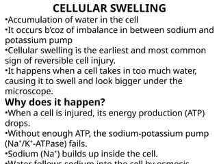 CELLULAR SWELLING
•Accumulation of water in the cell
•It occurs b’coz of imbalance in between sodium and
potassium pump
•Cellular swelling is the earliest and most common
sign of reversible cell injury.
•It happens when a cell takes in too much water,
causing it to swell and look bigger under the
microscope.
Why does it happen?
•When a cell is injured, its energy production (ATP)
drops.
•Without enough ATP, the sodium-potassium pump
(Na⁺/K⁺-ATPase) fails.
•Sodium (Na⁺) builds up inside the cell.
 