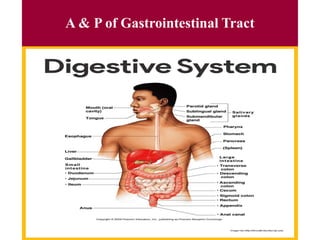 A & P of Gastrointestinal Tract
3
 