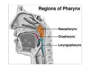 Unit 1; Respiratory System, Educational Platform.pdf