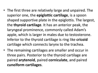 • The first three are relatively large and unpaired. The
superior one, the epiglottic cartilage, is a spoon
shaped supportive plate in the epiglottis. The largest,
the thyroid cartilage. It has an anterior peak, the
laryngeal prominence, commonly called Adam’s
apple, which is larger in males due to testosterone.
Inferior to the thyroid cartilage is ring like cricoid
cartilage which connects larynx to the trachea.
• The remaining cartilages are smaller and occur in
three pairs. Posterior to the thyroid cartilage are
paired arytenoid, paired corniculate, and paired
cuneiform cartilages.
 