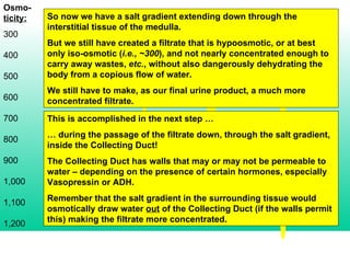 Osmo- ticity: 300 400 500 600 700 800 900 1,000 1,100 1,200 So now we have a salt gradient extending down through the interstitial tissue of the medulla. But we still have created a filtrate that is hypoosmotic, or at best only iso-osmotic ( i.e., ~300 ), and not nearly concentrated enough to carry away wastes,  etc. , without also dangerously dehydrating the body from a copious flow of water. We still have to make, as our final urine product, a much more concentrated filtrate. This is accomplished in the next step … …  during the passage of the filtrate down, through the salt gradient, inside the Collecting Duct! The Collecting Duct has walls that may or may not be permeable to water – depending on the presence of certain hormones, especially Vasopressin or ADH. Remember that the salt gradient in the surrounding tissue would osmotically draw water  out  of the Collecting Duct (if the walls permit this) making the filtrate more concentrated. 