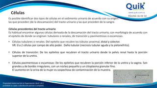 Propiedad intelectual de la Organización Quik S.A.S,
prohibida su copia o distribución parcial o completa.
PÁGINA 36 DE 50
Es posible identificar dos tipos de células en el sedimento urinario de acuerdo con su origen:
las que proceden (de la descamación) del tracto urinario y las que proceden de la sangre.
Células procedentes del tracto urinario
Es habitual encontrar algunas células derivada de la descamación del tracto urinario, con morfología de acuerdo con
el epitelio de donde se originan: tubulares o renales, de transición y pavimentosas o escamosas.
• Células tubulares o renales: Del epitelio que recubre los túbulos proximal, distal y colector.
VR: 0 a 2 células por campo de alto poder. Daño tubular (necrosis tubular aguda y la pielonefritis).
• Células de transición: De los epitelios que recubren el tracto urinario desde la pelvis renal hasta la porción
superior de la uretra.
• Células pavimentosas o escamosas: De los epitelios que recubren la porción inferior de la uretra y la vagina. Son
grandes y de bordes irregulares, con un núcleo pequeño y un citoplasma granular fino.
El aumento en la orina de la mujer es sospechosa de contaminación de la muestra.
Células
 