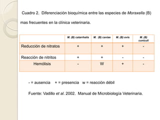 Cuadro 2. Diferenciación bioquímica entre las especies de Moraxella (B)
mas frecuentes en la clínica veterinaria.
- = ausencia + = presencia w = reacción débil
Fuente: Vadillo et al. 2002. Manual de Microbiología Veterinaria.
M. (B) catarrhalis M. (B) caviae M. (B) ovis M. (B)
cuniculi
Reducción de nitratos + + + -
Reacción de nitritos + + - -
Hemólisis - W + -
 
