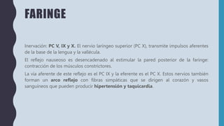 FARINGE
Inervación: PC V, IX y X. El nervio laríngeo superior (PC X), transmite impulsos aferentes
de la base de la lengua y la vallécula.
El reflejo nauseoso es desencadenado al estimular la pared posterior de la faringe:
contracción de los músculos constrictores.
La vía aferente de este reflejo es el PC IX y la eferente es el PC X. Estos nervios también
forman un arco reflejo con fibras simpáticas que se dirigen al corazón y vasos
sanguíneos que pueden producir hipertensión y taquicardia.
 